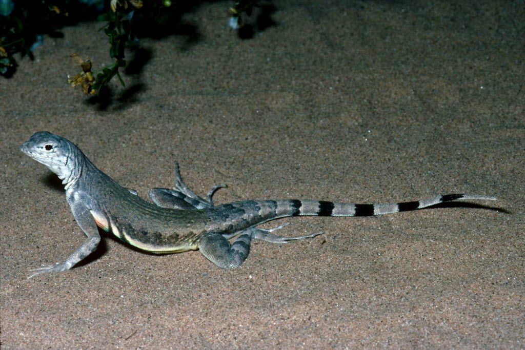 Lizard